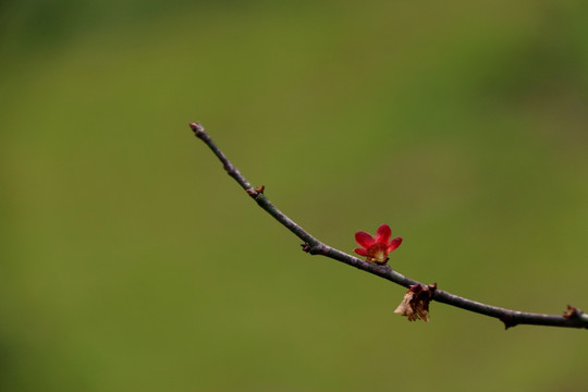 梅花