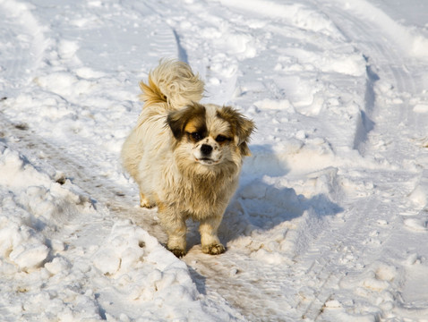 雪地里的流浪狗