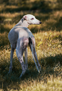 山东猎犬