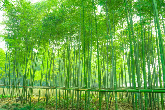 竹林风光 竹林背景竹林素材