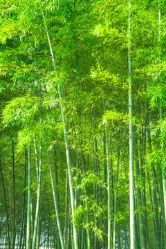 竹林风光 竹林背景竹林素材