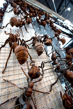 蚂蚁雕塑艺术