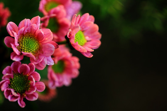 菊花雏菊