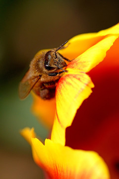 蜜蜂 采蜜 红色郁金香