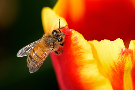 蜜蜂和红色郁金香花瓣