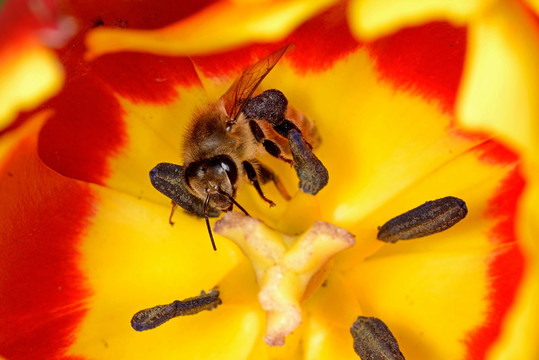 蜜蜂和黄色郁金香