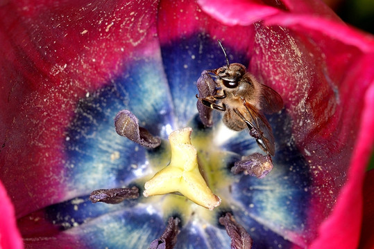 蜜蜂采蜜 紫红色郁金香