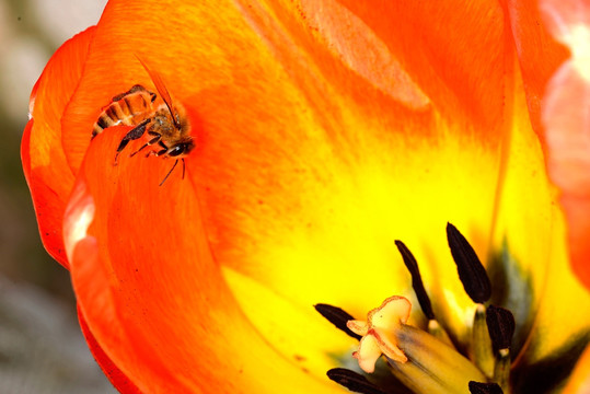 蜜蜂 橙红色郁金香