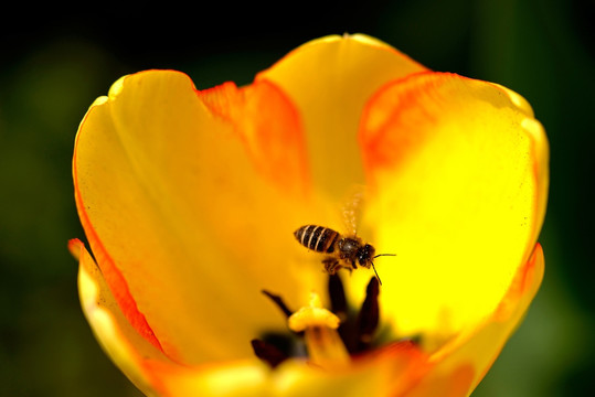 蜜蜂 东方蜜蜂 黄郁金香