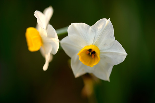 水仙花花蕊花心 特写