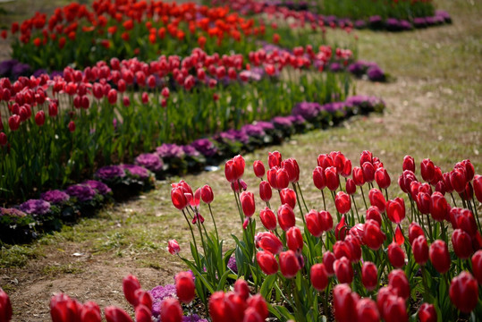 郁金香公园 花圃花海