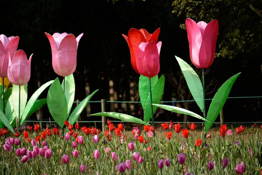 郁金香花圃 兰溪中洲公园