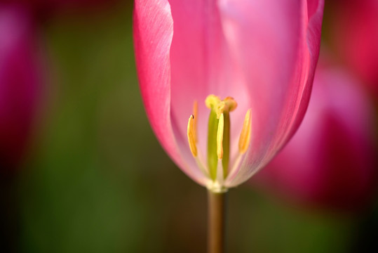 粉色郁金香 狮王荣光 花蕊花心