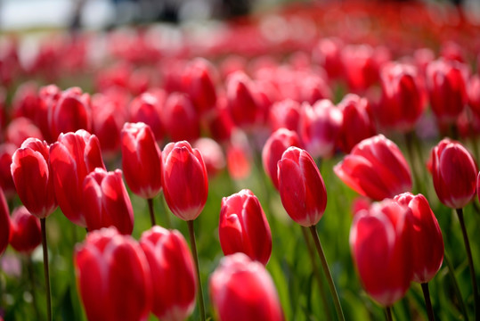 红色郁金香花海 美国梦