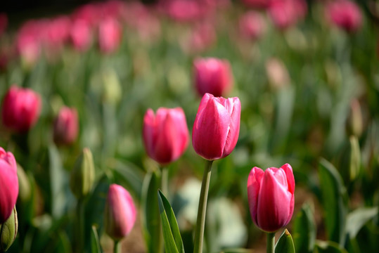 粉色郁金香花圃 巴塞罗那