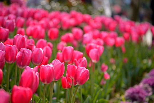 粉色郁金香花圃 巴塞罗那