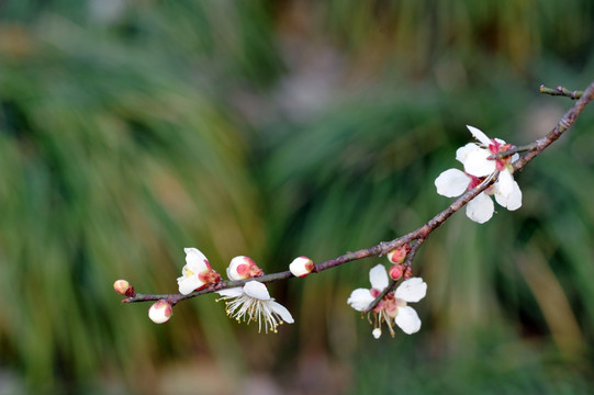 一枝梅花