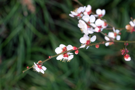 一枝梅花