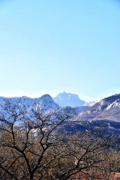 大树 远山