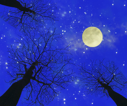 夜空 星空 樹(shù)枝 合層