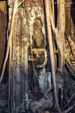 吴哥窟淹没在树根里的女神像