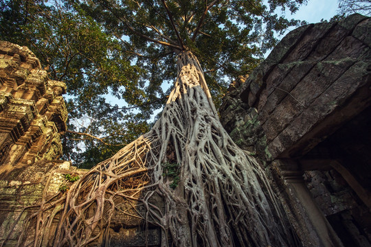 吴哥塔布笼寺缠绕的树根