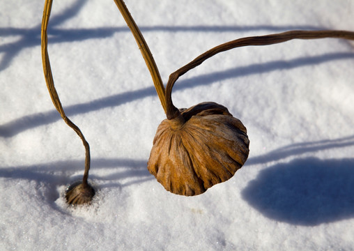 雪地残荷