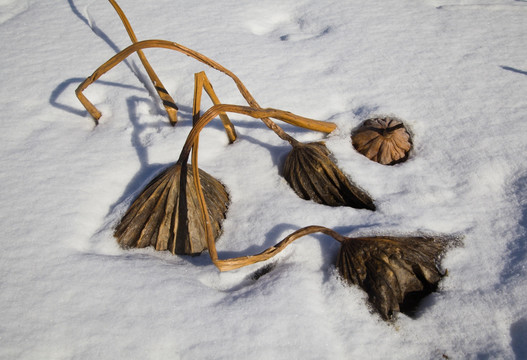 雪地残荷