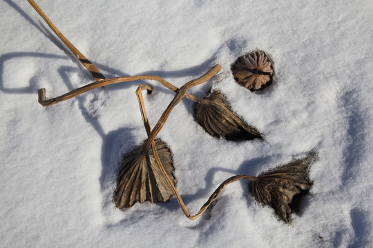 雪地残荷