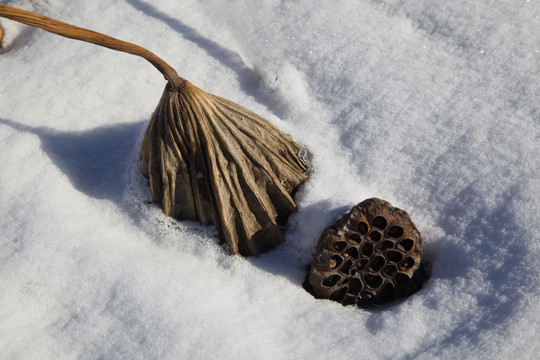 雪地残荷