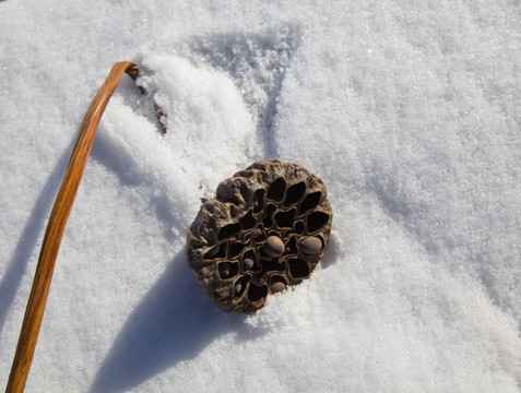 雪地残荷