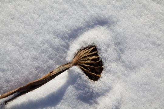 雪地残荷