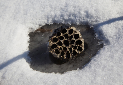 雪地残荷