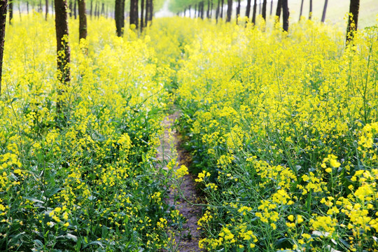 油菜花田