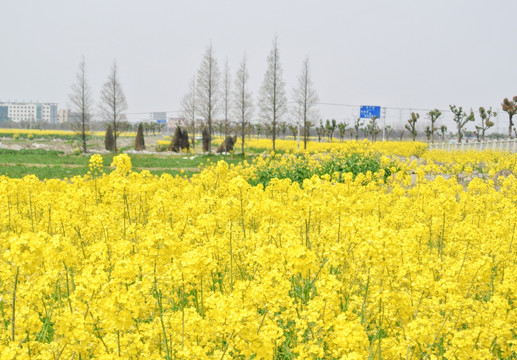 油菜花