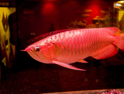 鱼缸玻璃 清澈 红金鱼 草金