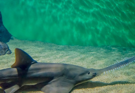 大锯鳐 海洋水族馆