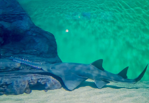 大锯鳐 海洋水族馆