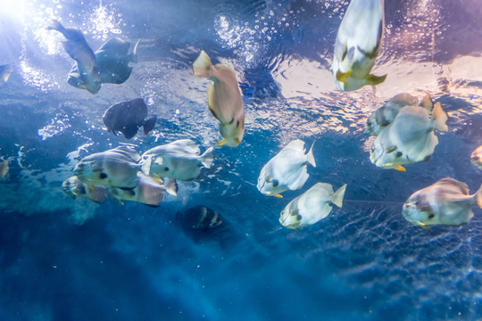 海底世界深海 鱼群水族 海龟