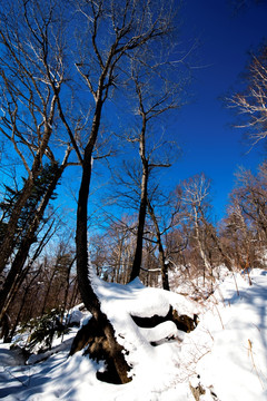 东北雪景