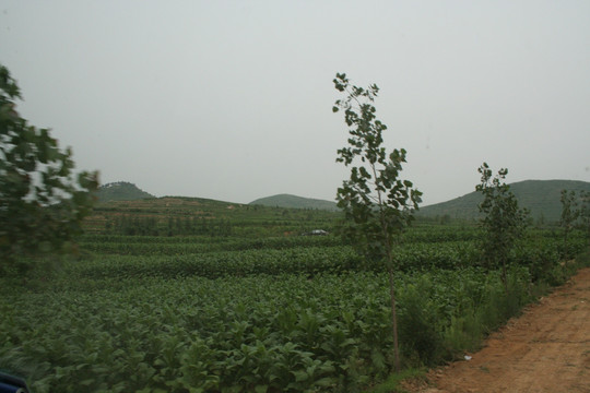 黄烟基地