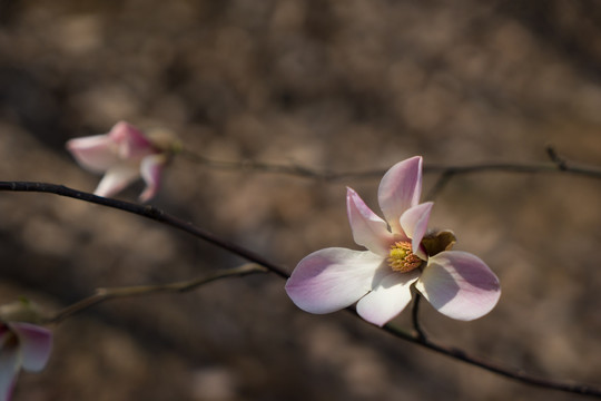 玉兰花