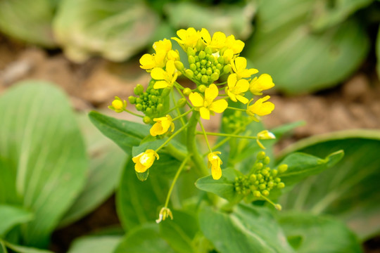 油菜花