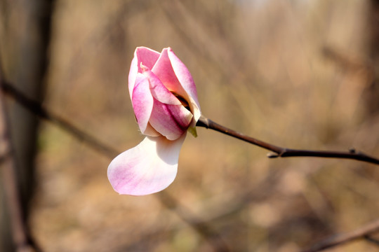 玉兰花