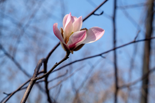 玉兰花