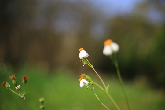 花丛