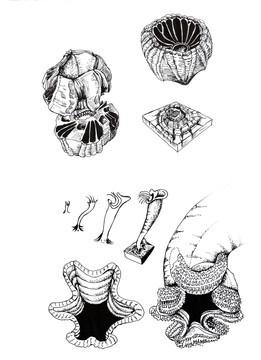 教育科學(xué) 鯨藤壺結(jié)構(gòu)