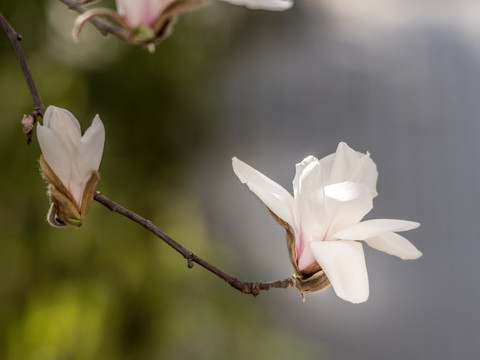 白玉兰花