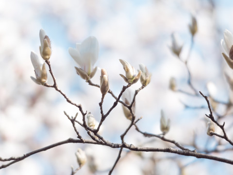 玉兰花朵特写