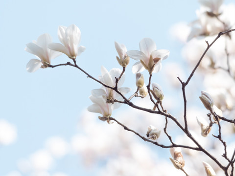 玉兰花朵特写